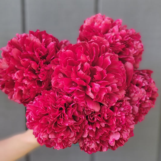 10 Stem Bunch Red Peonies Shipping included