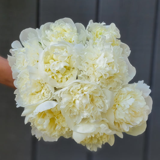 10 Stem Bunch of Duchesse De Nemores Peonies - Shipping Included