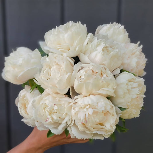 10 Stem Bunch of Allan Roger's  Peonies - Shipping Included